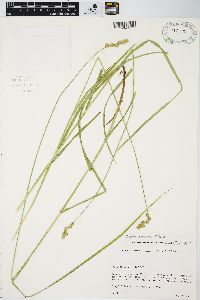 Carex normalis image