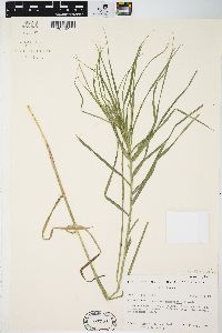 Carex muskingumensis image