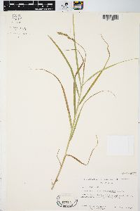 Carex muskingumensis image