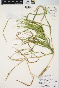 Carex muskingumensis image