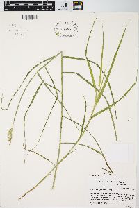 Carex muskingumensis image