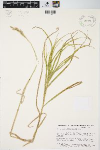 Carex muskingumensis image