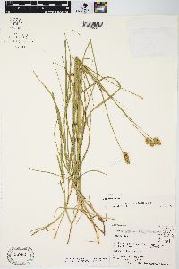 Carex molesta image