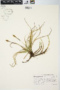 Carex richardsonii image