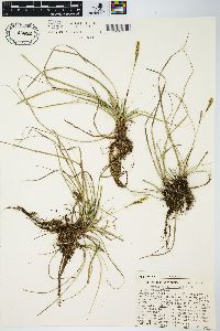 Carex richardsonii image