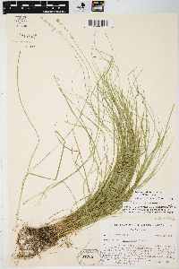 Carex radiata image