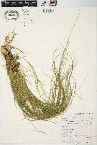 Carex radiata image