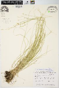 Carex radiata image