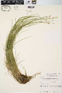 Carex radiata image