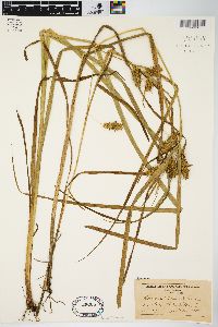 Carex retrorsa image