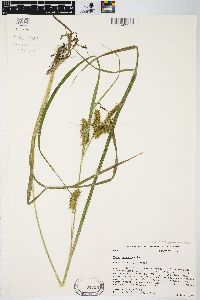 Carex retrorsa image