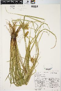 Carex retrorsa image