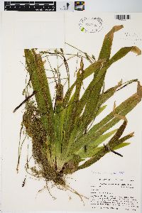 Carex plantaginea image