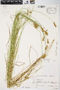 Carex scoparia var. scoparia image