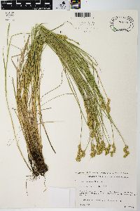 Carex scoparia var. scoparia image