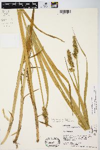 Carex stipata var. maxima image