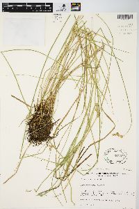 Carex straminea image