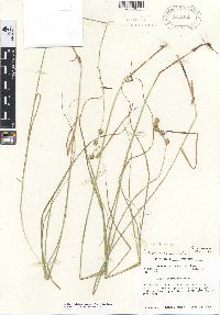 Carex straminea image