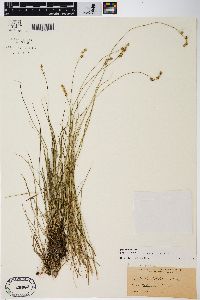 Carex sterilis image