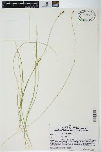 Carex sterilis image