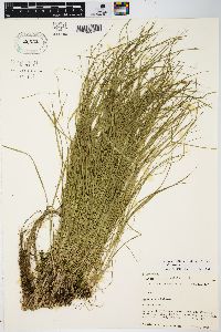 Carex radiata image