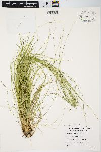 Carex radiata image