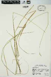 Carex prairea image