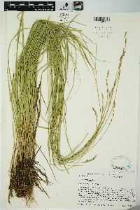 Carex prairea image