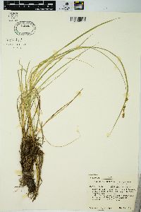 Carex prairea image