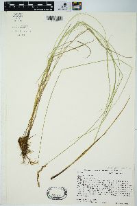 Carex prairea image