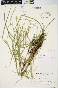 Carex projecta image