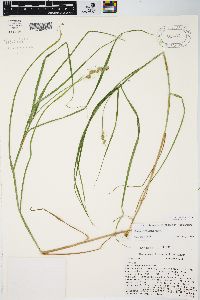 Carex projecta image