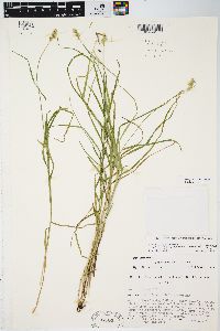 Carex projecta image