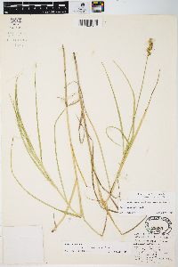 Carex projecta image