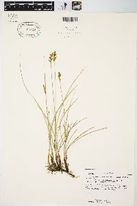 Carex praegracilis image