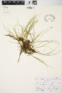 Carex praegracilis image