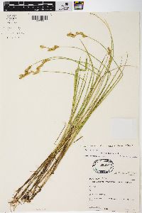 Carex scoparia var. scoparia image