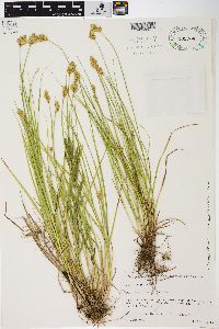 Carex scoparia var. scoparia image