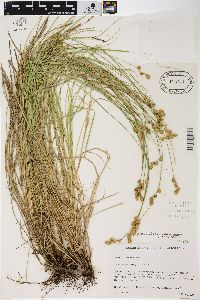 Carex scoparia var. scoparia image