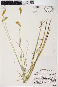 Carex scoparia var. scoparia image