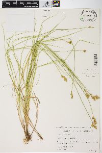 Carex scoparia var. scoparia image