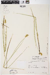 Carex scoparia var. scoparia image