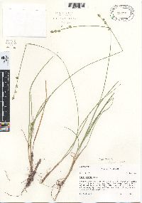 Carex seorsa image