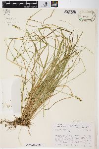 Carex seorsa image