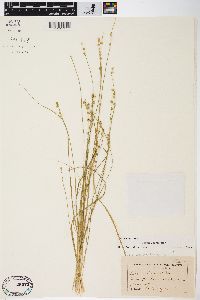 Carex seorsa image