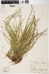 Carex seorsa image