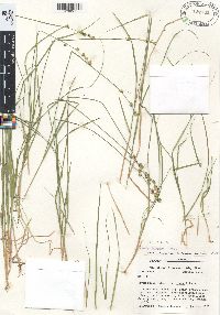 Carex seorsa image