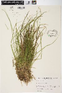 Carex seorsa image