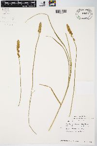 Carex sartwellii image