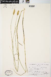 Carex sartwellii image